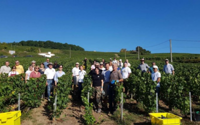 Vendanges 15 septembre 2024
