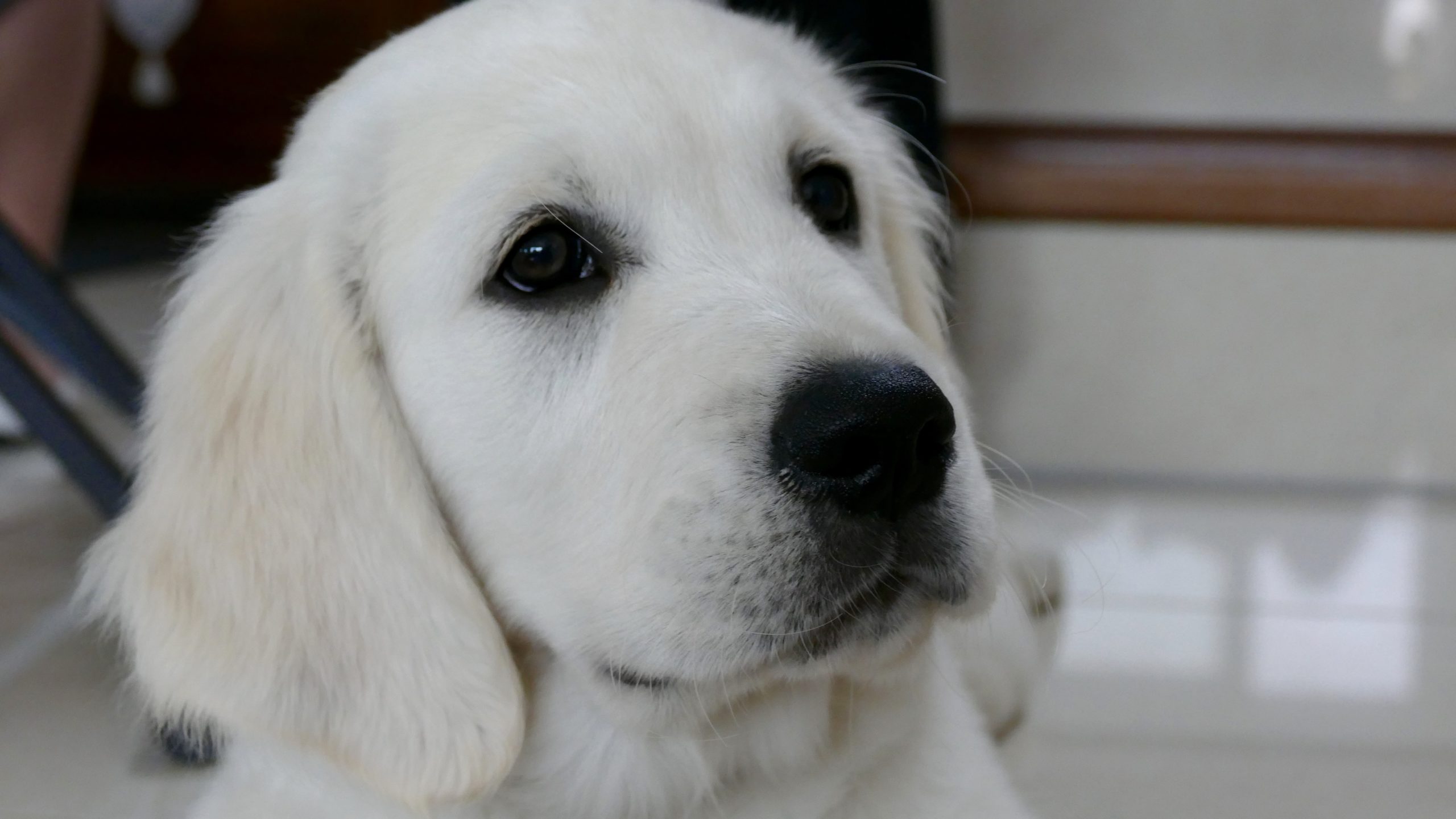 Saumon-solidarité : Offrir un chien d’assistance